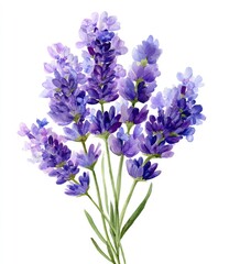 Delicate purple lavender sprigs with green stems on white