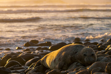 Fototapeta premium A female southern elephant seal (Mirounga leonina) moults on coastal rocks at Gouritsmond, Western Cape, South Africa.