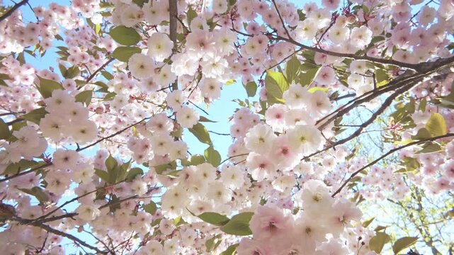 Сamera rotates beneath cherry blossoms covered in white-pink flowers swaying in the wind against a blue sky, backlit by the sun, close-up