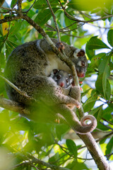 Fototapeta premium Green Ringtail Possum - Pseudochirops archeri, beautiful ringtail possum found only in the tropical forests and woodlands of the northern Australia, Queensland.