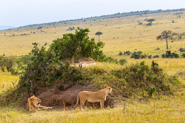 Naklejka premium A lion and lioness rest near a hill in the Masai Mara, Kenya.