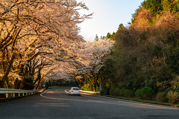 桜が美しい春の箱根ターンパイクを走る自動車