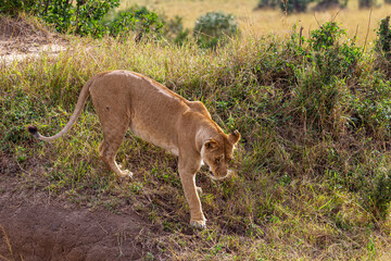 Fototapeta premium A lioness on a hill in the Masai Mara savannah, Kenya