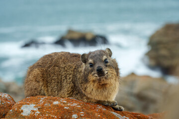Rock hyrax or dassie (Procavia capensis) resting on coastal rocks, the Indian Ocean in the...