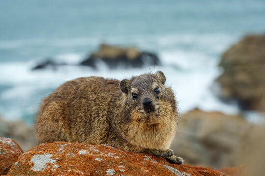 Rock hyrax or dassie (Procavia capensis) resting on coastal rocks, the Indian Ocean in the background. Fransmanshoek, Vleesbaai, Western Cape, South Africa. A small mammal in a coastal habitat.
