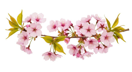 Isolated Cherry Blossom Spring Branch with Pink Flowers, Fresh Petals and Green Leaves