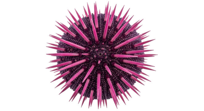 Isolated purple sea urchin, a marine invertebrate animal with sharp spines, on no background