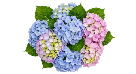 Isolated hydrangea blossom cluster, pink and blue flower heads, beautiful blooms, green foliage