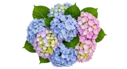 Fotobehang Hortensia Isolated hydrangea blossom cluster, pink and blue flower heads, beautiful blooms, green foliage  © Isolde