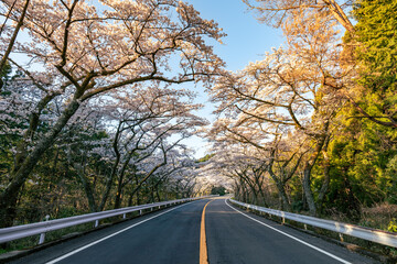 春の桜が満開に咲く神奈川県の箱根ターンパイクの高原道路