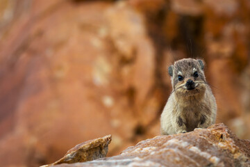Rock hyrax or dassie (Procavia capensis) resting on coastal rocks, the Indian Ocean in the background. Fransmanshoek, Vleesbaai, Western Cape, South Africa. A small mammal in a coastal habitat.