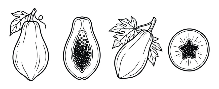 Papaya illustration, line art of whole, half, and sliced fruit with leaves, black and white drawing for culinary design.
