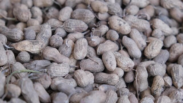 Close-up of a large pile of raw organic peanuts with shells