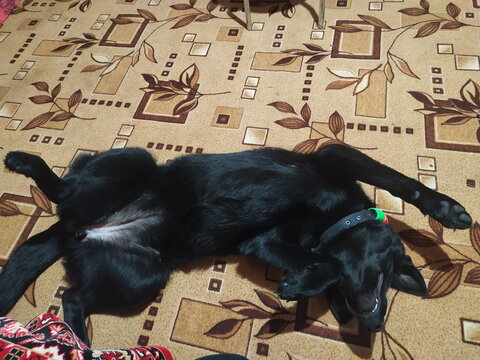 Black dog lying on its back on a patterned carpet. Playful pet relaxing indoors. Funny animal pose