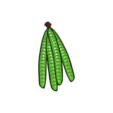 fresh petai fruit vector illustration