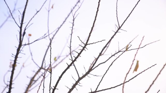 bare branches against a bright sky. These branches display their intricate structure and subtle details in the light of day.