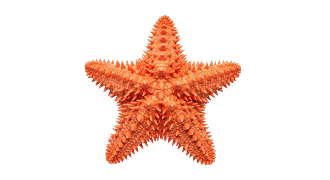 Isolated orange starfish sea animal with bumpy surface texture, marine biology concept