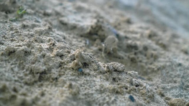 The ground is covered with fine, loose sand. Small particles of sand are scattered throughout the terrain, reflecting natural textures and colors.