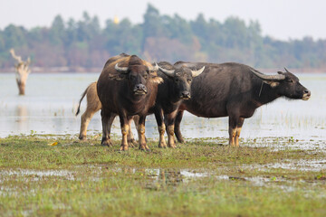 A herd of water baffalo are grazing on green grass in a rural meadow landscape under a clear sky near the big lake in laos © AiGallery