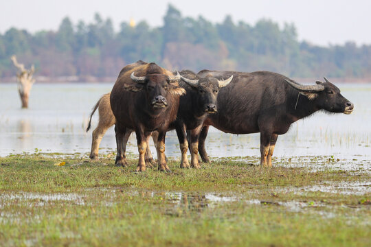 A herd of water baffalo are grazing on green grass in a rural meadow landscape under a clear sky near the big lake in laos