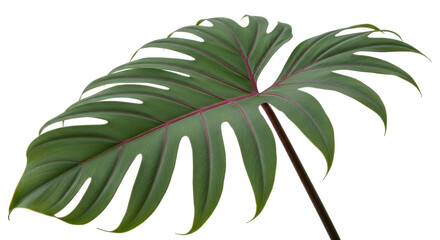 Isolated Philodendron plant leaf with its unique shape and pink veins against plain background © Elowen