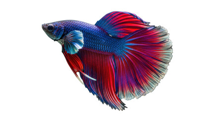 Fototapeta premium Isolated Betta fish, beautiful colorful freshwater aquarium fish, close-up of Siamese fighting fish