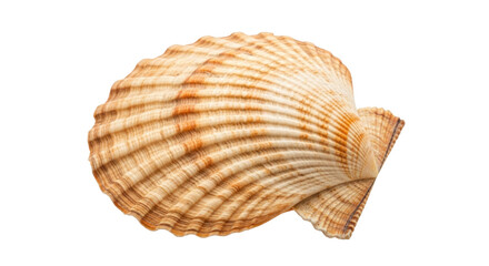 Isolated fan shaped shell, scallop shell, cockle shell, a marine bivalve mollusk from the sea © Elowen