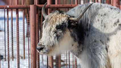 A white and brown bull with a black nose