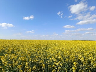 Obraz premium Vast field of blooming yellow rapeseed under a blue sky. Agricultural landscape with canola flowers on a sunny day. Springtime countryside scene