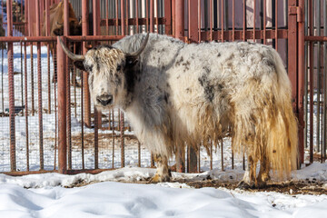 Fototapeta premium A white and brown yak with a brown mane stands in a pen