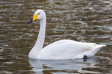 Naklejka premium A white swan is swimming in a body of water