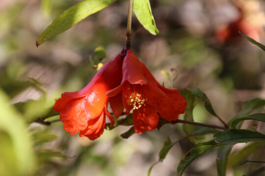 Bush snapdragon -Gambelia juncea-close up bloom in Baja California Sur, Mexico