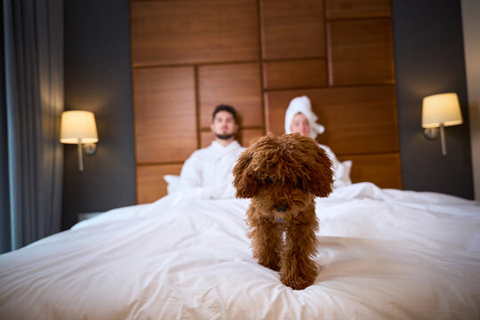 Young couple relaxing in hotel bedroom with small dog
