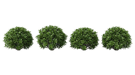 Naklejka premium shrub, bush, plant, greenery, foliage, garden, landscape set of four realistic round green shrubs on black background for architectural visualization and garden design mockup.