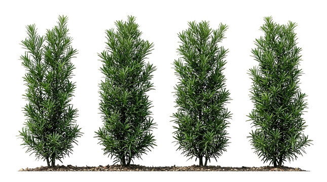 Podocarpus, Hedge, Plant, Shrub, Greenery, Evergreen, Columnar vertical landscape shrubs arranged in a row for privacy screening and garden design isolated on black background.