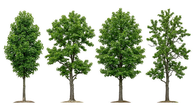Sweetgum, tree, Liquidambar, set, collection, green, isolated collection of four realistic American sweetgum deciduous trees with lush summer foliage on a dark background.