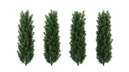 Fototapeta premium Podocarpus macrophyllus, yew plum pine, buddhist pine, evergreen shrub, columnar tree, garden plant, ornamental foliage, group of four vertical trees isolated on black background.