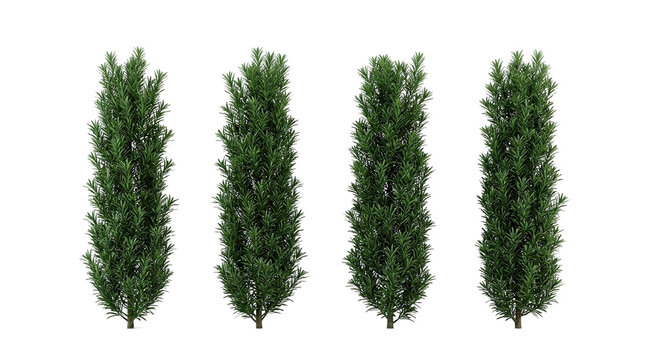 Podocarpus macrophyllus, yew plum pine, buddhist pine, evergreen shrub, columnar tree, garden plant, ornamental foliage, group of four vertical trees isolated on black background.
