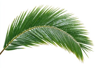 Fototapeta premium A vibrant green palm frond, curved elegantly, adorned with dew drops