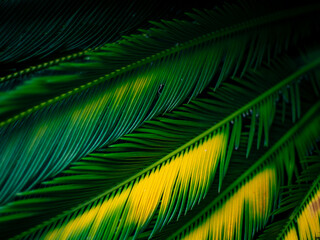 Obraz premium Stunning Green and Yellow Pattern of Cycad Palm Fronds Close-up Dynamic Tropical Leaf Texture Background