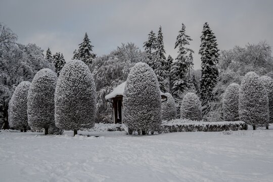 A snowy landscape with evergreen trees and a group of adult people.