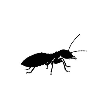 Silhouette of a termite insect isolated on a white background.