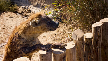 wild boar in the zoo