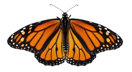 Isolated monarch butterfly on plain background, close-up of wings with black and orange pattern © Sergiu