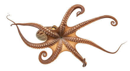 Isolated octopus with curled tentacles, a marine animal in a unique pose, detailed view © Sergiu