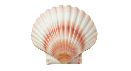 Isolated pink-and-white scallop shell with ridges, a delicate seashell from a coastal marine animal © Sergiu