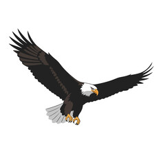 Obraz premium Majestic bald eagle soaring with outstretched wings against a white background.