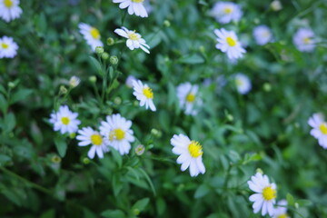 Wild White Daisy Flowers Blooming in Green Garden Small White Daisy Wildflowers Natural Floral Background