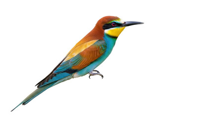 Obraz premium Isolated European bee-eater bird is a colorful avian species of the Old World, with plumage