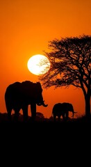 Fototapeta premium Elephants silhouetted against orange sunset.